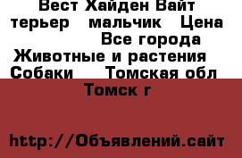 Вест Хайден Вайт терьер - мальчик › Цена ­ 35 000 - Все города Животные и растения » Собаки   . Томская обл.,Томск г.